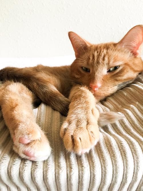 猫进门：传统文化中的神秘寓意与风水解析