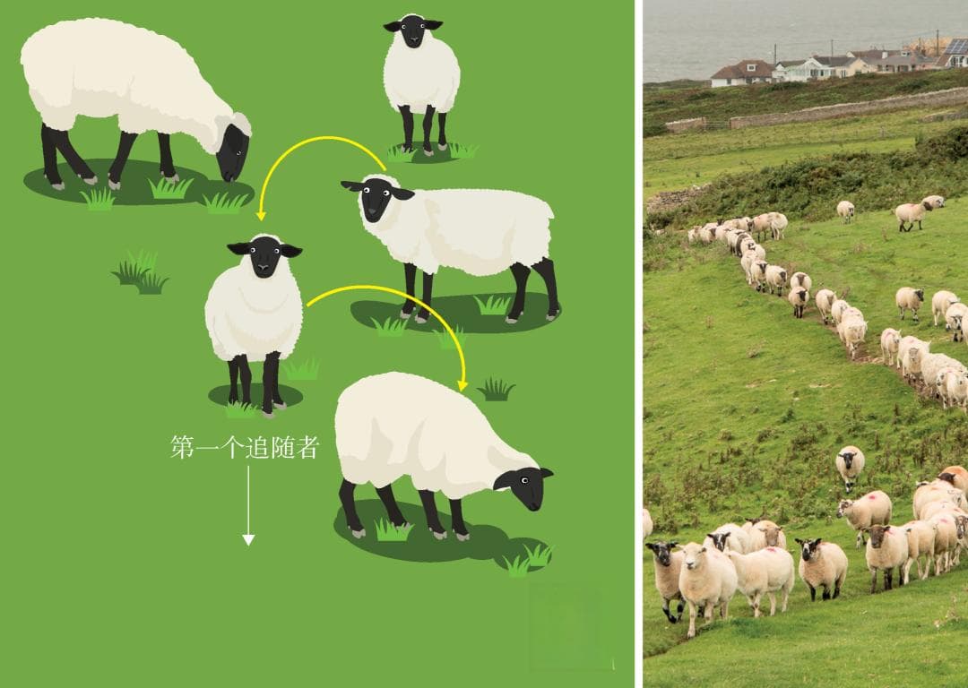 羊的物理学——从相变到集体运动