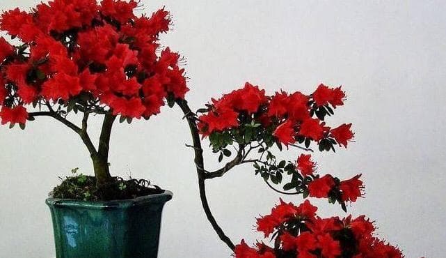 养杜鹃花，一个修剪“小技巧”，株型美，枝繁叶茂，来年开花爆盆