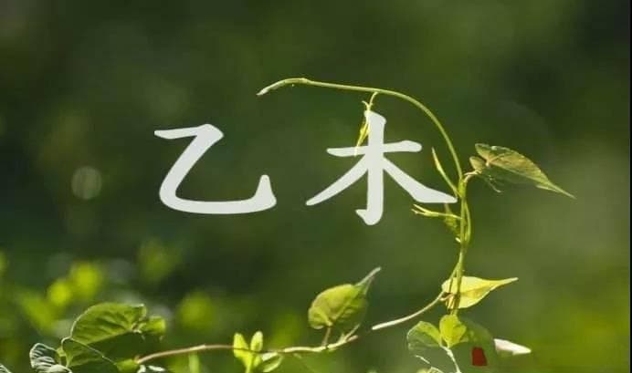 奇门遁甲中的乙木应用及其影响