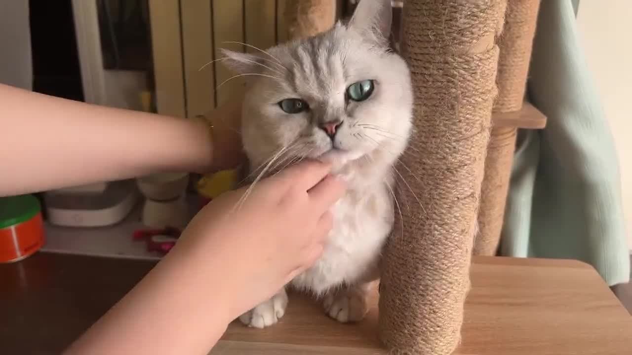 猫咪也喜欢听人的夹子音？猫夹子和人夹子的双向奔赴了哈哈哈哈！