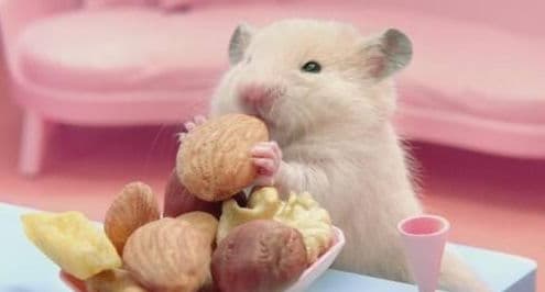 仓鼠不宜直接食用香蕉