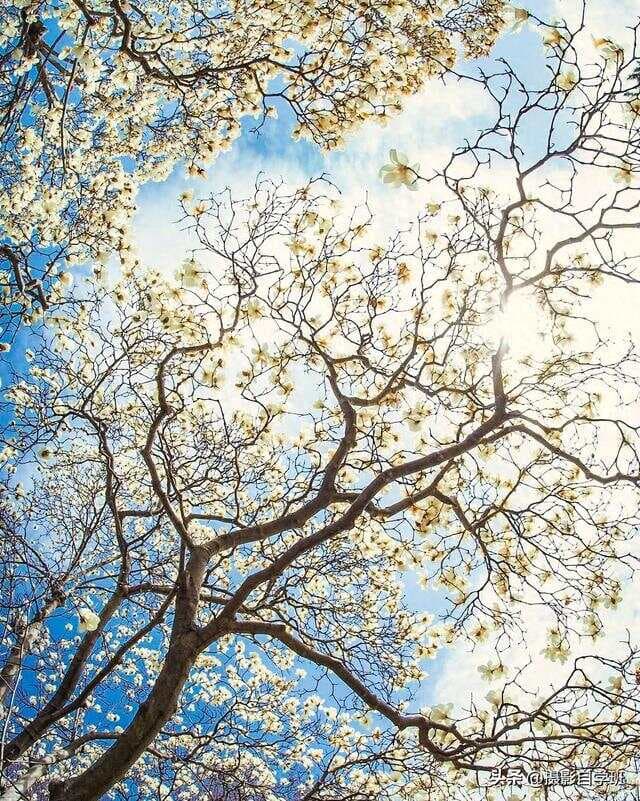 玉兰花摄影，8个绝杀技！手机随手拍出大作（附参数设置）