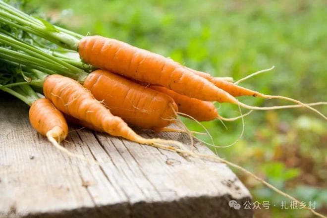 “头伏萝卜二伏菜”，今年啥时候种萝卜和白菜？各地种植时间来了