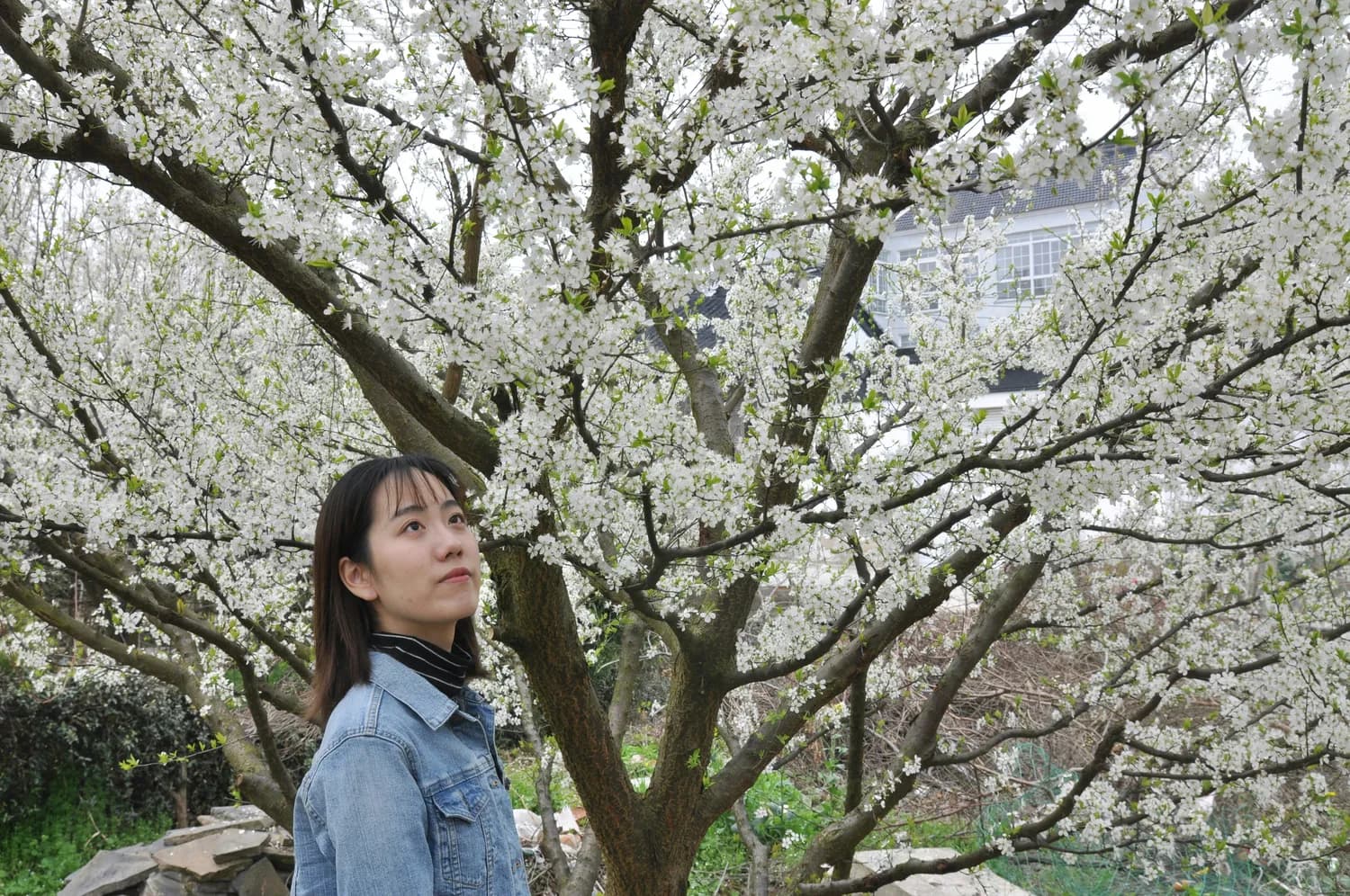 杨钰莹新作《我在春天等你》上映：从歌坛到影坛的跨界之旅