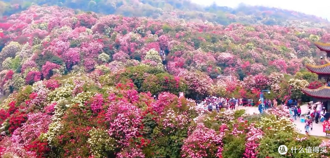 探秘毕节百里杜鹃，邂逅花海奇观