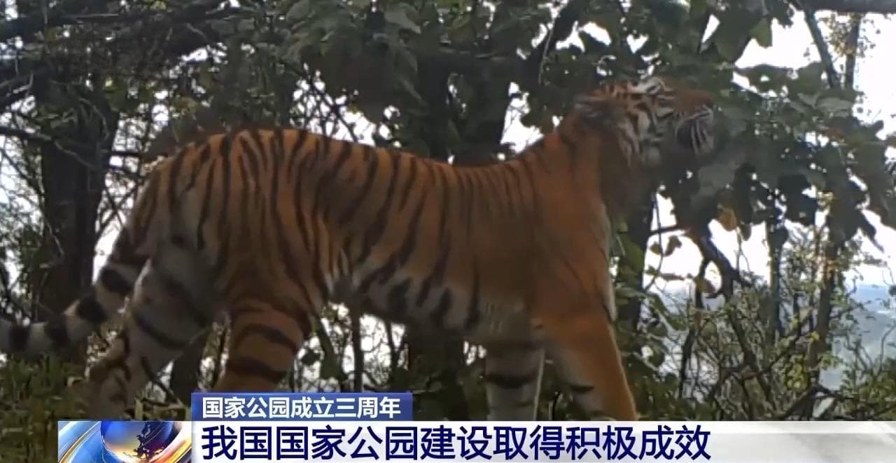 国家公园成立三年 野生动物种群有啥变化？ 一起来看成绩单