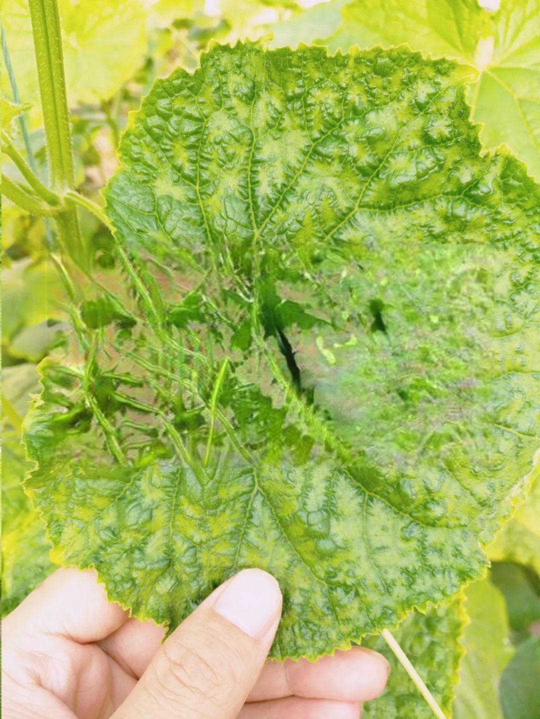 【高产】防病毒，这种方法简单又高效！各种蔬菜都能用