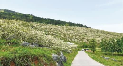全国最大的油桐种质资源库在湖南永顺，种植面积达千余亩