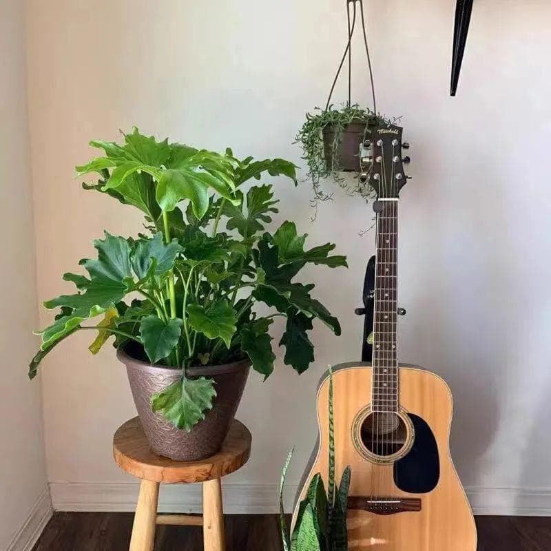 绿植春羽怎么养才能更旺盛（家里养春羽，学会这几点，叶子又大又绿）