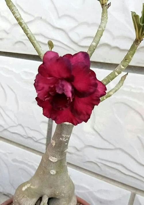 探秘玫瑰花的根系（玫瑰根的形态及功能）
