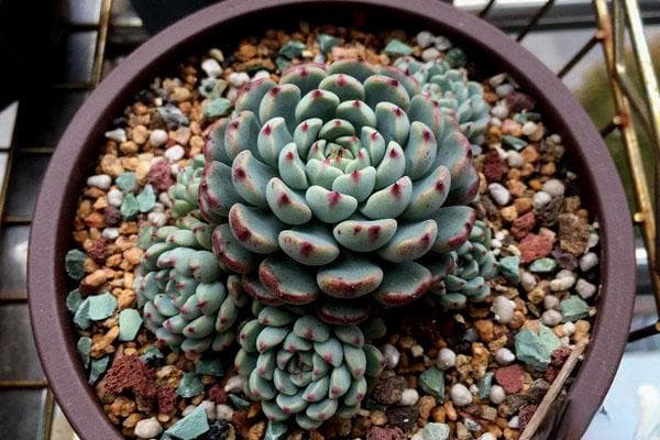 原始姬莲：迷你型多肉植物的养护与繁殖指南