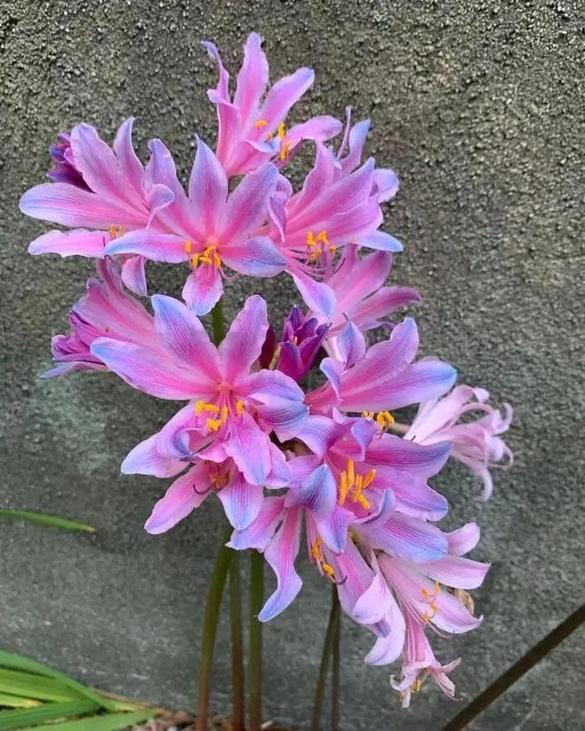 新手也能养开花：换锦花和石蒜花的懒人养护法