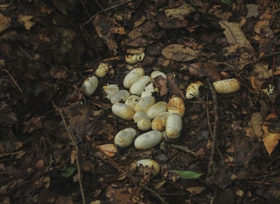 眼镜王蛇现云南一居民家，为何眼镜王蛇并非真正的眼镜蛇？它何以称王