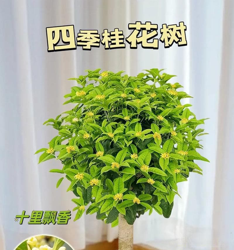 水培桂花的养殖方法及注意事项（用水养出香气，让桂花盛开不停）