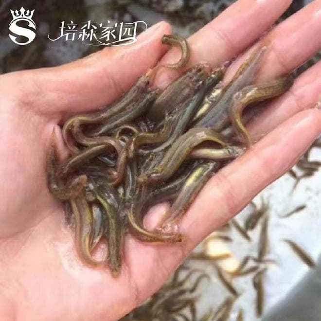 为什么泥鳅离开水也能生活呢？