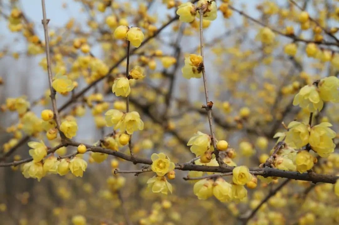 “蜡”还是“腊”？和梅花是一家吗？