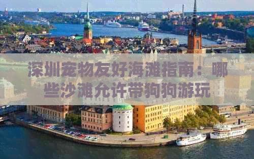 深圳宠物友好海滩指南：哪些沙滩允许带狗狗游玩