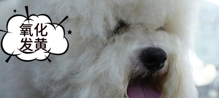 比熊犬全攻略：从历史到日常护理的全方位指南