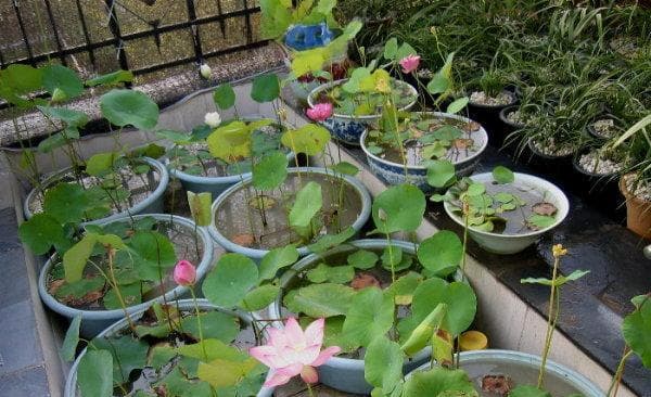 水培水芙蓉养护指南（如何让水培水芙蓉长势良好）