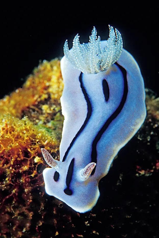 从捕食毒物到医疗新星，揭秘海洋生物海蛞蝓