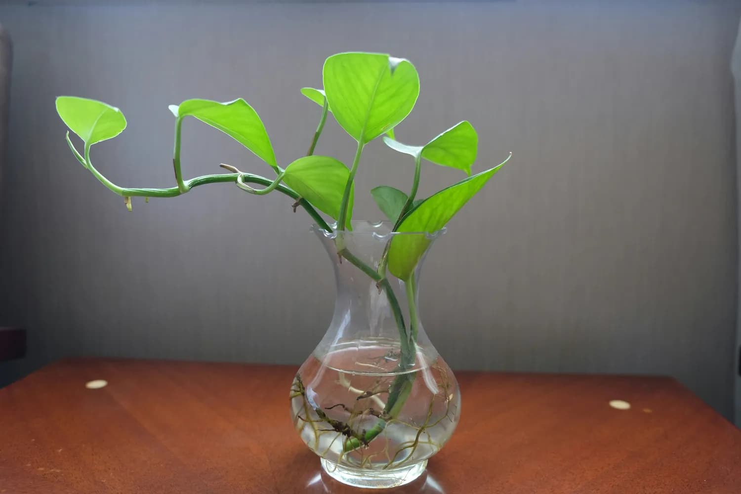 水培植物营养液大揭秘：经典配方推荐！