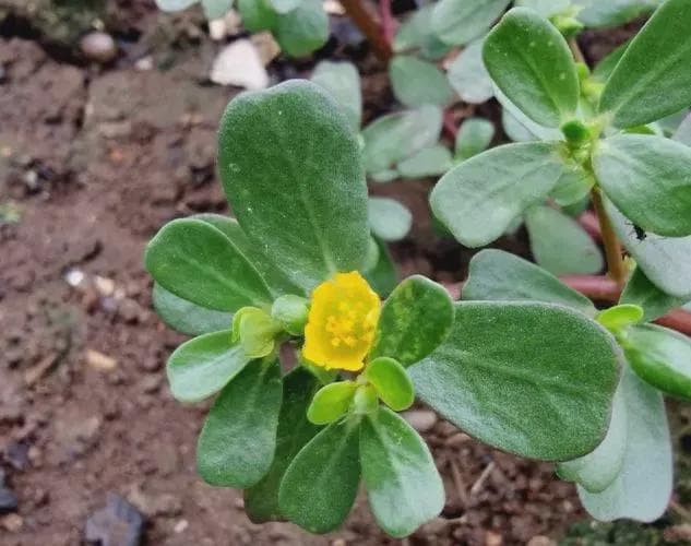 “太阳花”马齿苋：不仅可以当盆栽，还有珍贵价值，正适合夏季