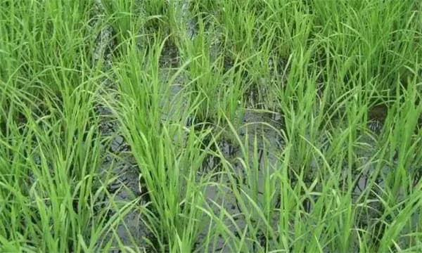 水稻旱青立：症状识别与防治措施