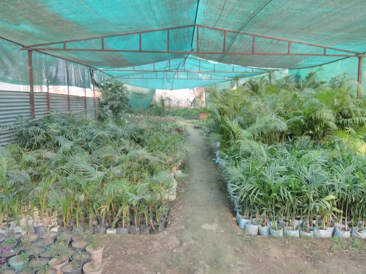 白芨栽培土壤攻略：透气排水肥力三要素
