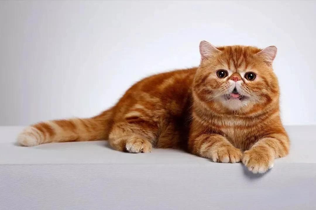 猫感染狂犬病能活多久