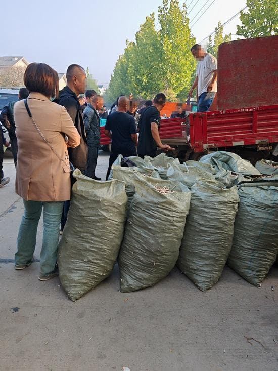 中药饮片集采对大宗物料白芍的影响分析