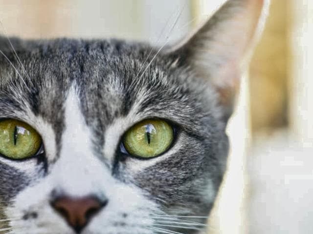 猫科动物视觉的背后——猫有最喜欢的颜色吗？