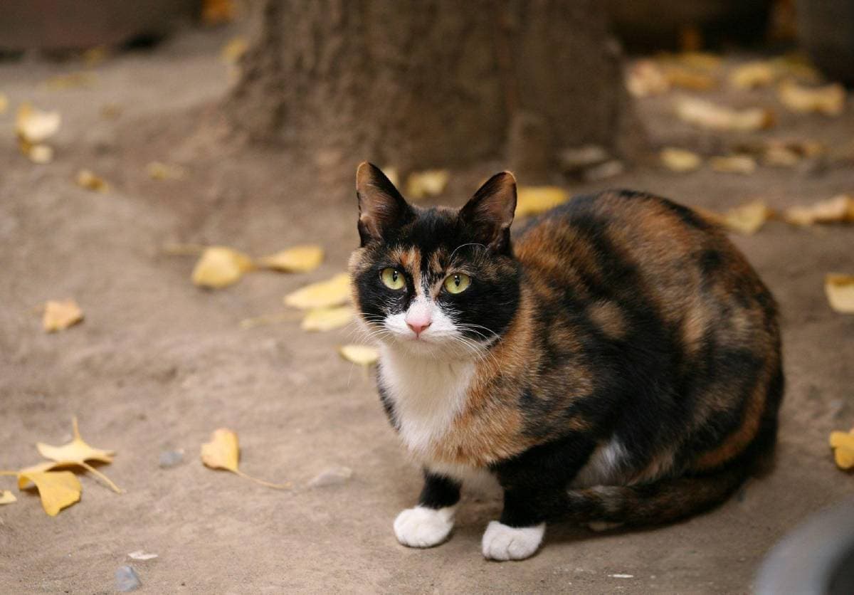 猫咪打喷嚏流鼻涕眼睛有分泌物？原因、处理和预防全攻略