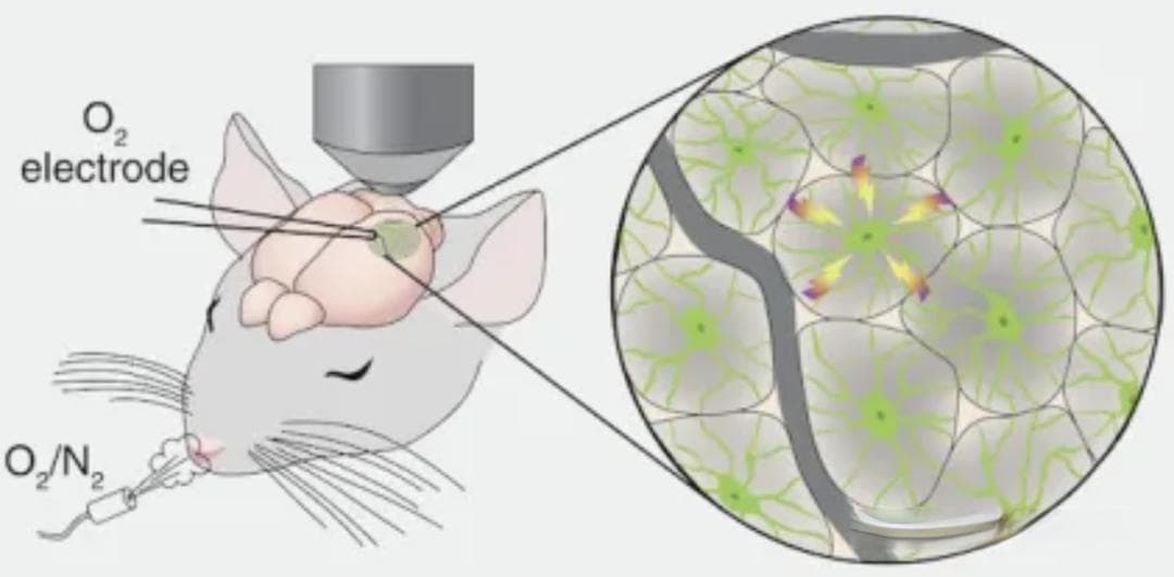死宅更容易变傻？Science正经研究：大脑缺氧竟是常态，但靠运动可以改善