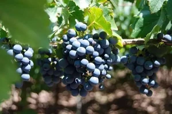黑歌海娜（Grenache Noir）：最受欢迎的红葡萄品种之一