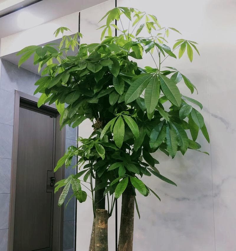 发财树烂根如何处理？——懂点园艺知识让发财树重新茁壮成长
