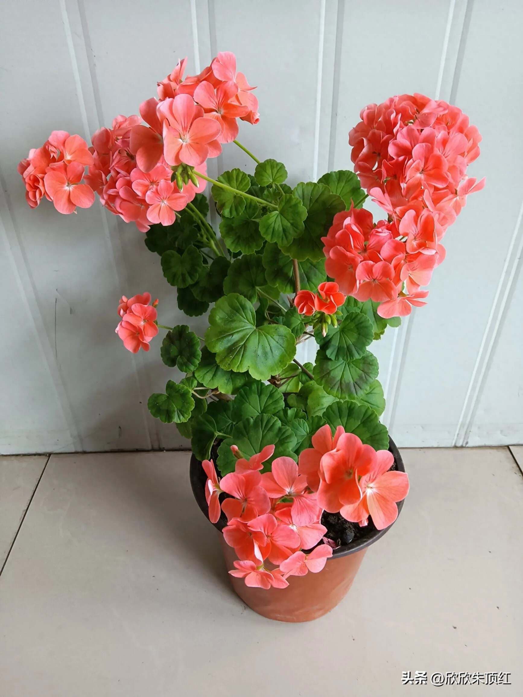 养花十年心得：五个值得推荐的花卉品种