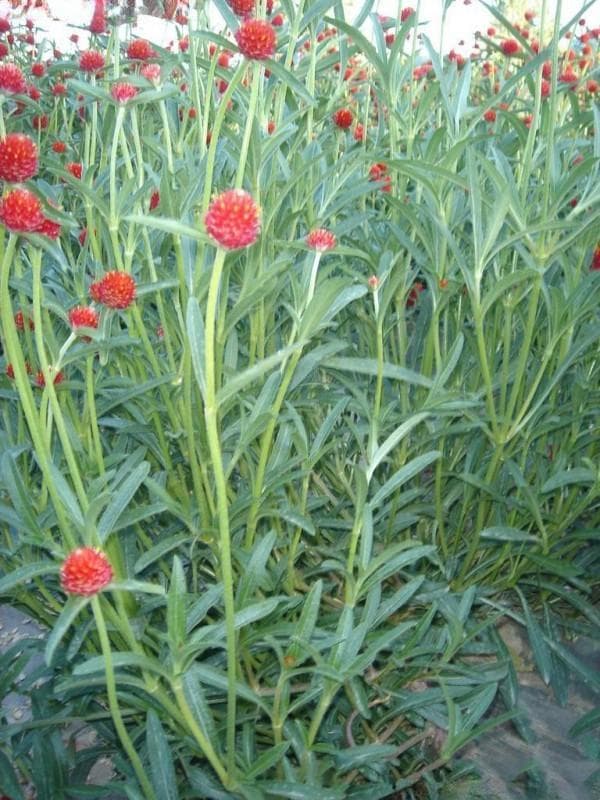 红色的花卉品种，打造热情似火的开花效果
