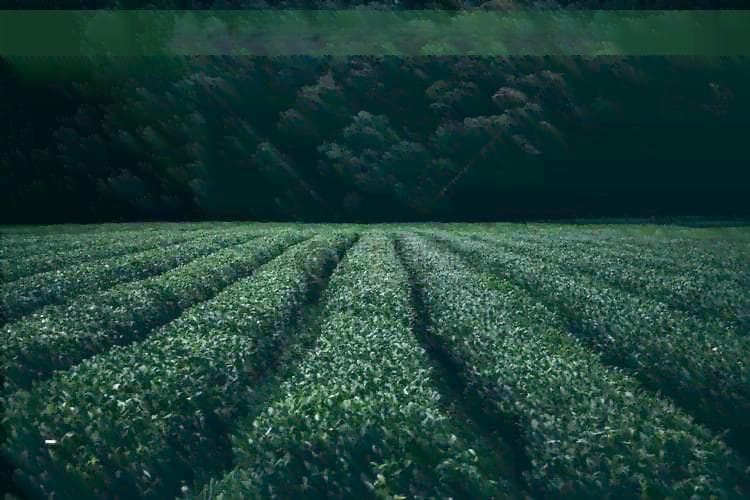 祛湿茶的全面成分解析：包含哪些主要成分以及它们的作用？