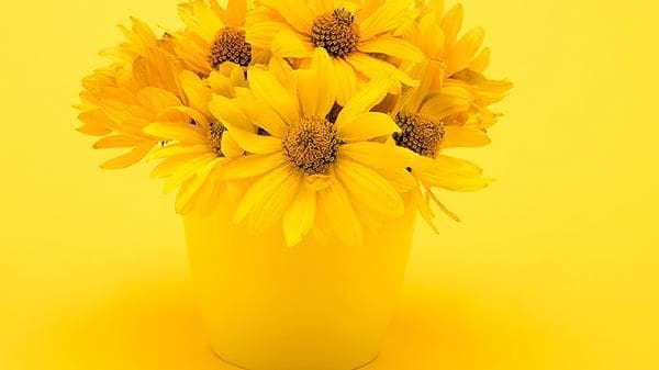 菊花泡水后为什么变绿