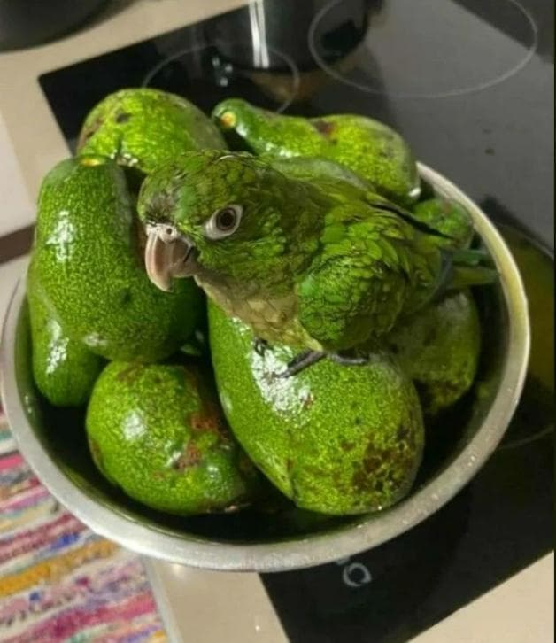 鹦鹉不能吃的水果和蔬菜（为什么鹦鹉不能吃牛油果）