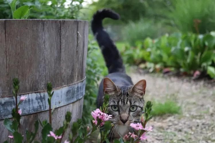 猫咪为什么摇尾巴？解读猫咪的肢体语言