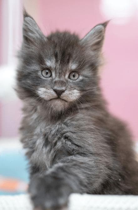 猫咪七大‘求救’信号，看懂这些动作，才知道它已悄悄不舒服！