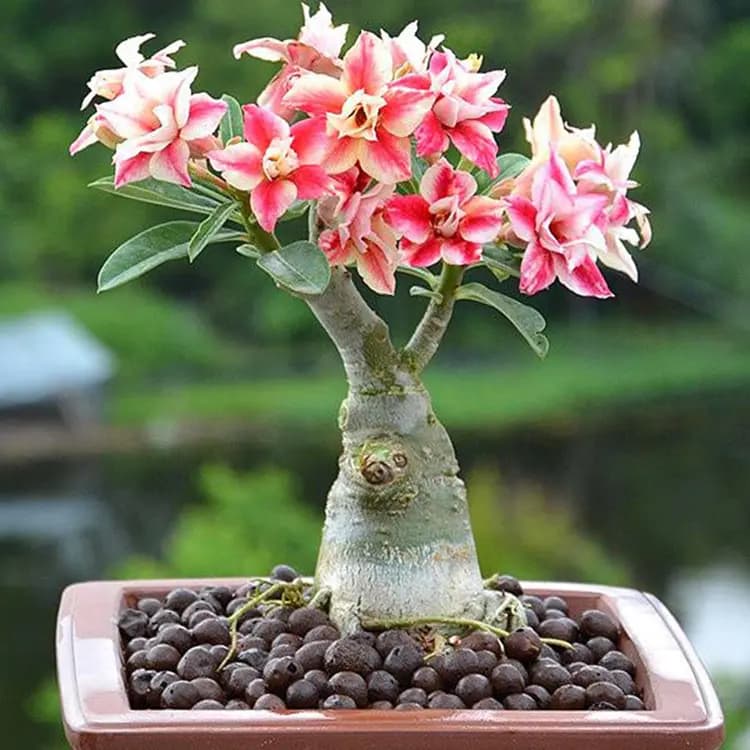 沙漠玫瑰花：沙漠中的顽强玫瑰