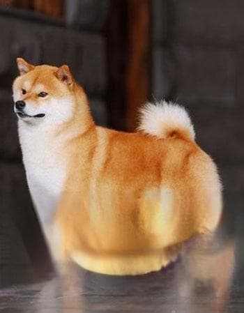 “柴犬与秋田：日本犬种传奇，宠物新宠。”