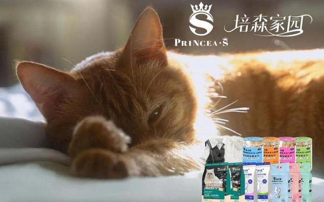 猫咪被弃养导致的恶性循环