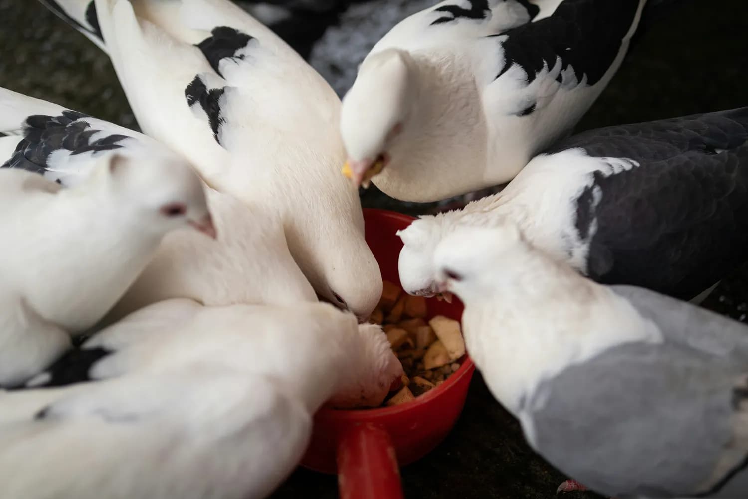 秋冬进补：白鸽肉的养生之道