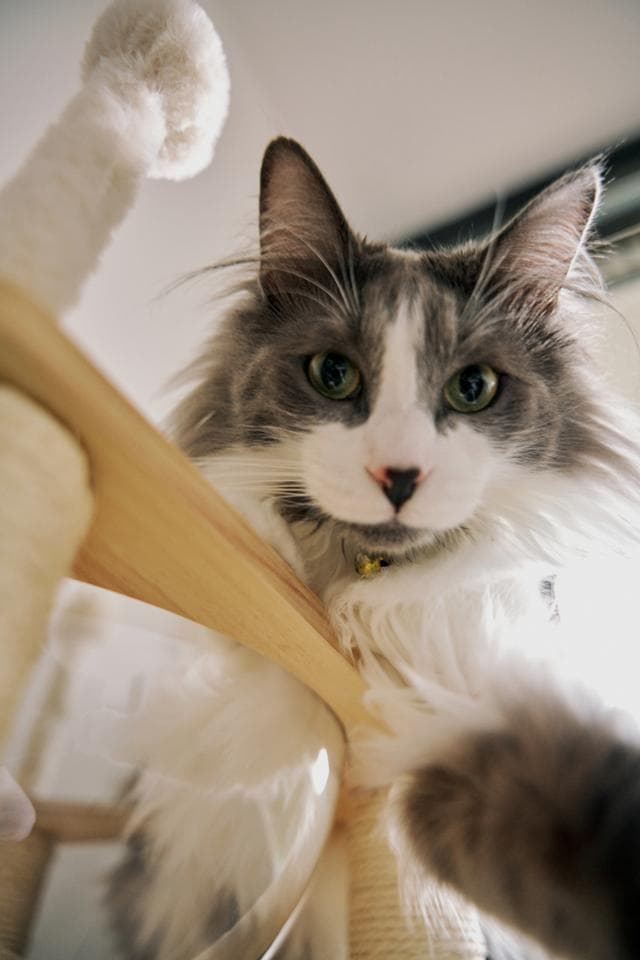 怎么纠正小猫咬人，挠人的行为举动？
