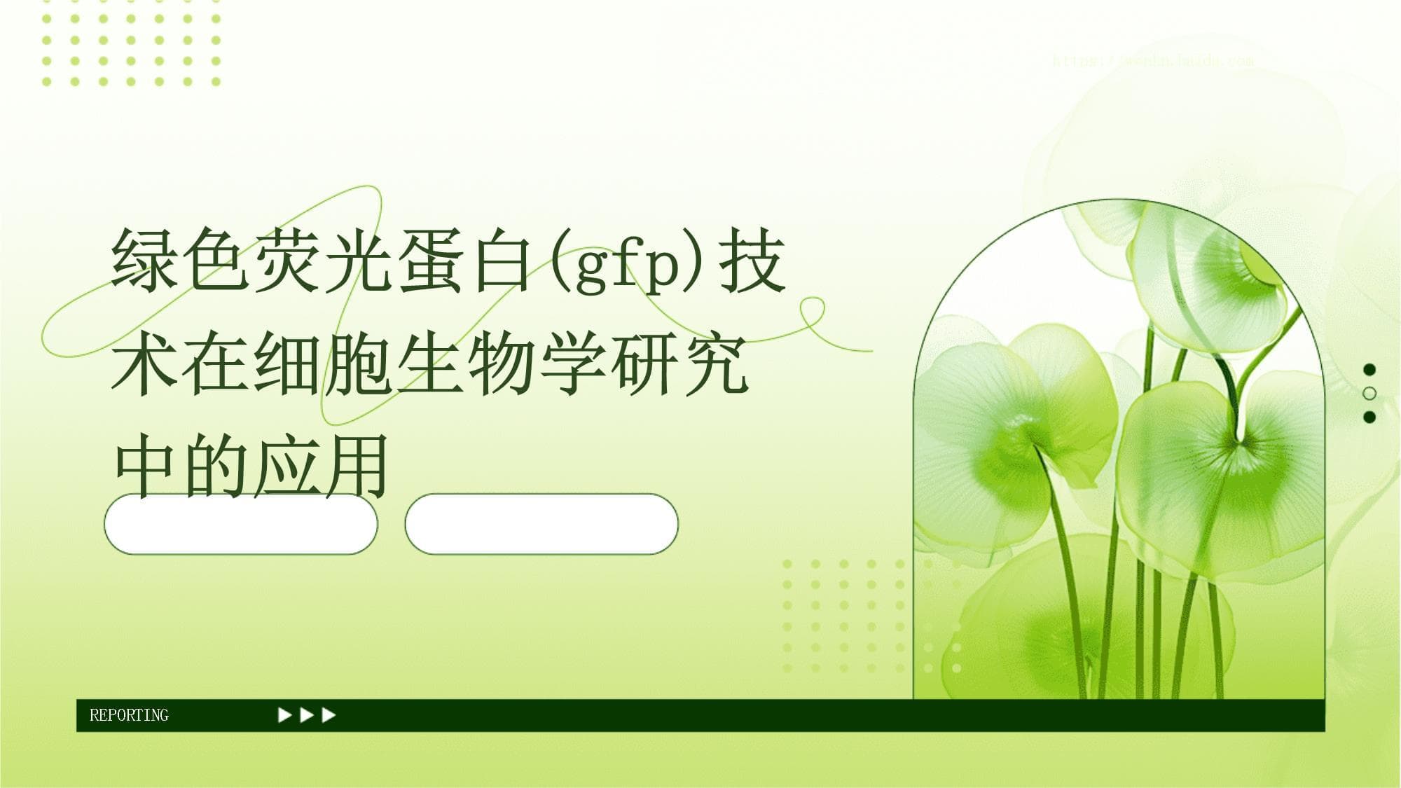 绿色荧光蛋白(GFP)技术在细胞生物学研究中的应用