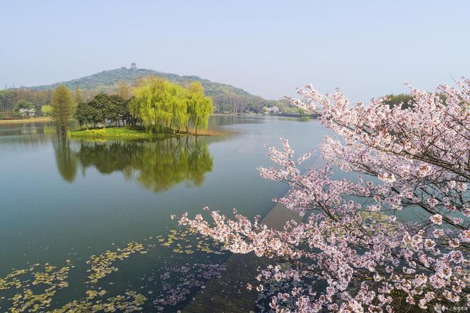 凭什么说无锡鼋头渚樱花是国内赏樱天花板？